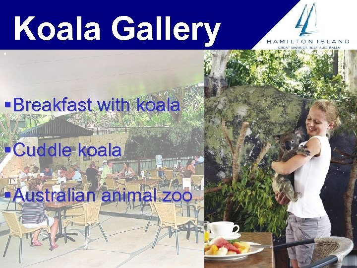 Koala Gallery § §Breakfast with koala §Cuddle koala §Australian animal zoo 