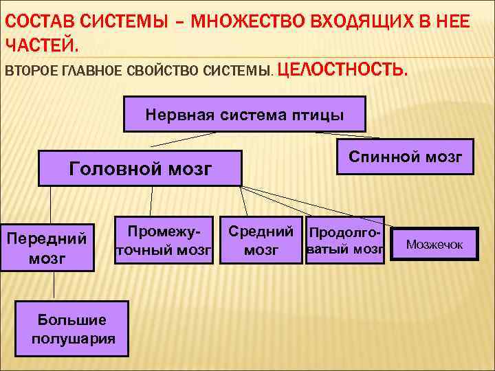 СОСТАВ СИСТЕМЫ – МНОЖЕСТВО ВХОДЯЩИХ В НЕЕ ЧАСТЕЙ. ВТОРОЕ ГЛАВНОЕ СВОЙСТВО СИСТЕМЫ. ЦЕЛОСТНОСТЬ. Нервная