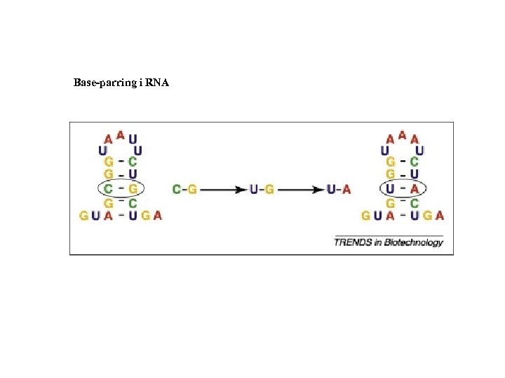Base-parring i RNA 