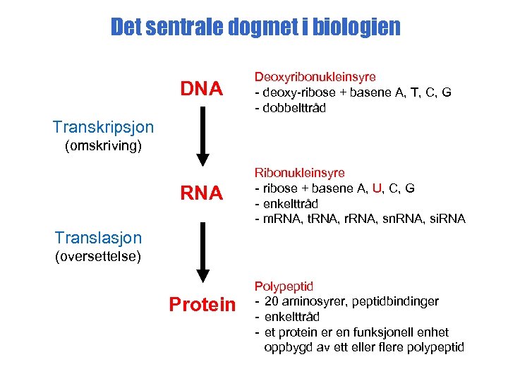 Det sentrale dogmet i biologien DNA Deoxyribonukleinsyre - deoxy-ribose + basene A, T, C,