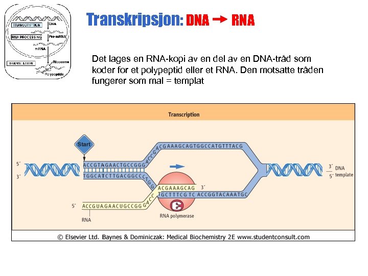Transkripsjon: DNA RNA Det lages en RNA-kopi av en del av en DNA-tråd som