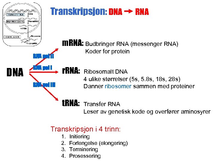 Transkripsjon: DNA RNA m. RNA: Budbringer RNA (messenger RNA) Koder for protein RNA pol