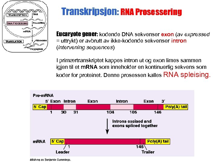 Transkripsjon: RNA Prosessering Eucaryote gener: kodende DNA sekvenser exon (av expressed = uttrykt) er