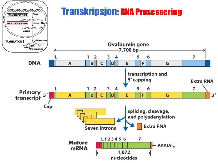 Transkripsjon: RNA Prosessering 