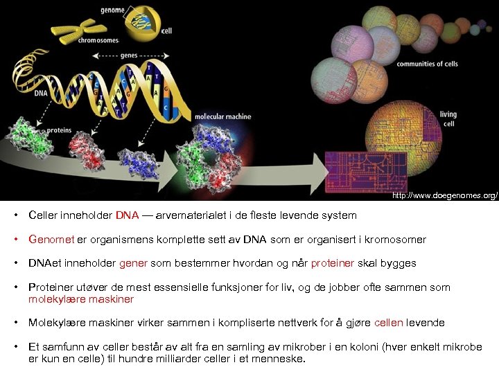 http: //www. doegenomes. org/ • Celler inneholder DNA — arvematerialet i de fleste levende