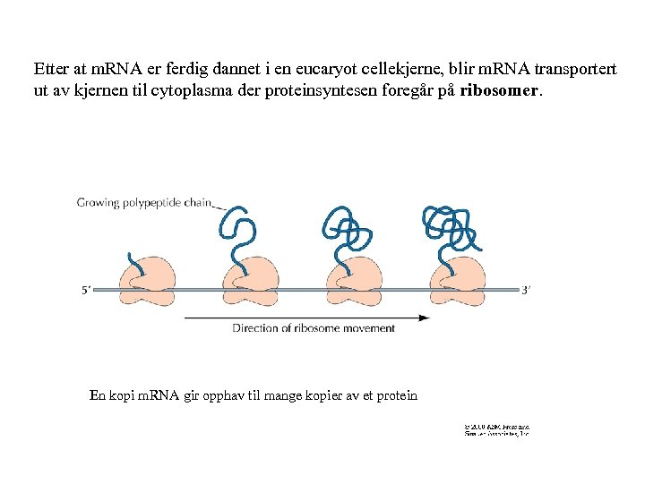 Etter at m. RNA er ferdig dannet i en eucaryot cellekjerne, blir m. RNA