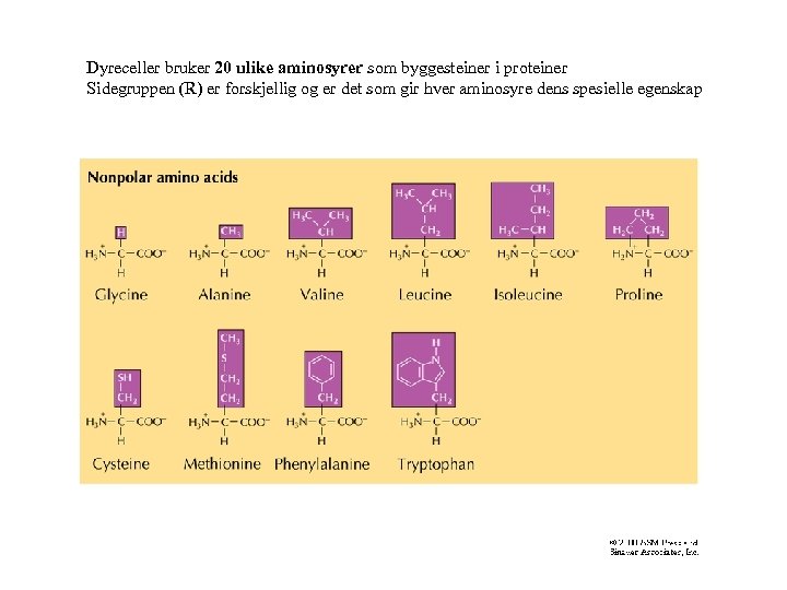 Dyreceller bruker 20 ulike aminosyrer som byggesteiner i proteiner Sidegruppen (R) er forskjellig og