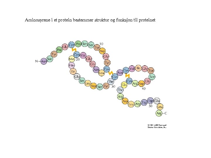 Aminosyrene i et protein bestemmer struktur og funksjon til proteinet 