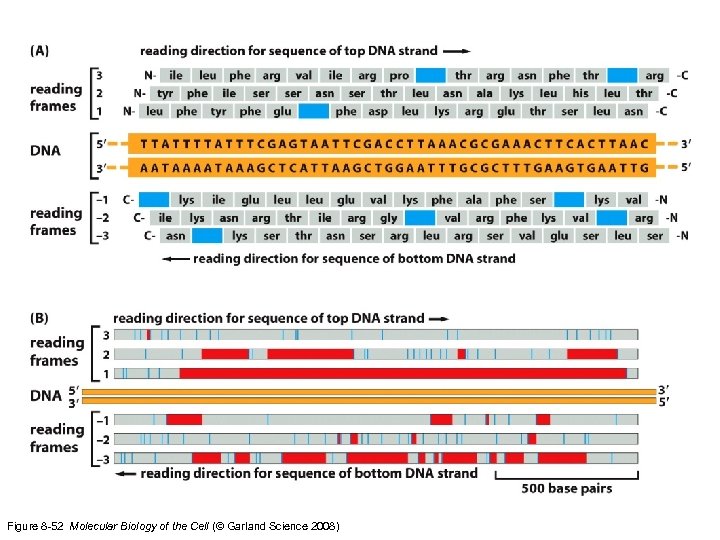 Figure 8 -52 Molecular Biology of the Cell (© Garland Science 2008) 