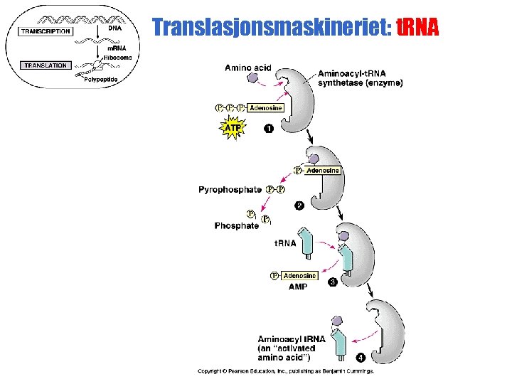 Translasjonsmaskineriet: t. RNA 