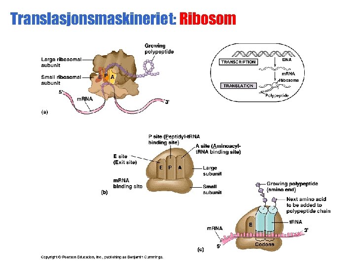 Translasjonsmaskineriet: Ribosom 