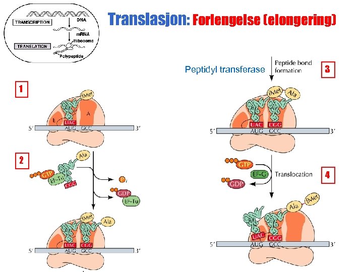 Translasjon: Forlengelse (elongering) Peptidyl transferase 3 1 2 4 