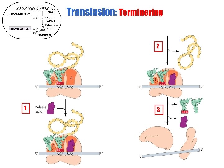 Translasjon: Terminering 2 1 3 