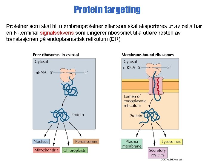 Protein targeting Proteiner som skal bli membranproteiner eller som skal eksporteres ut av cella
