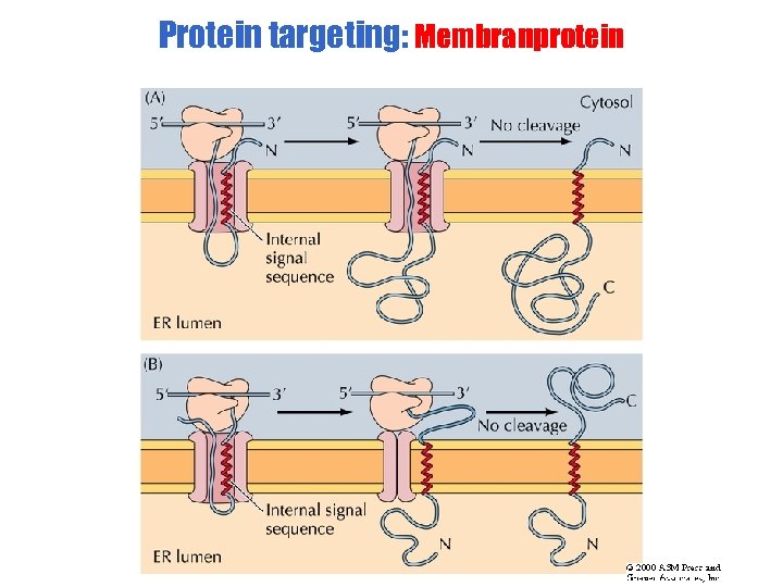 Protein targeting: Membranprotein 