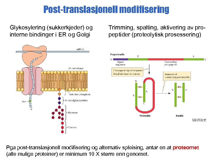 Post-translasjonell modifisering Glykosylering (sukkerkjeder) og interne bindinger i ER og Golgi Trimming, spalting, aktivering