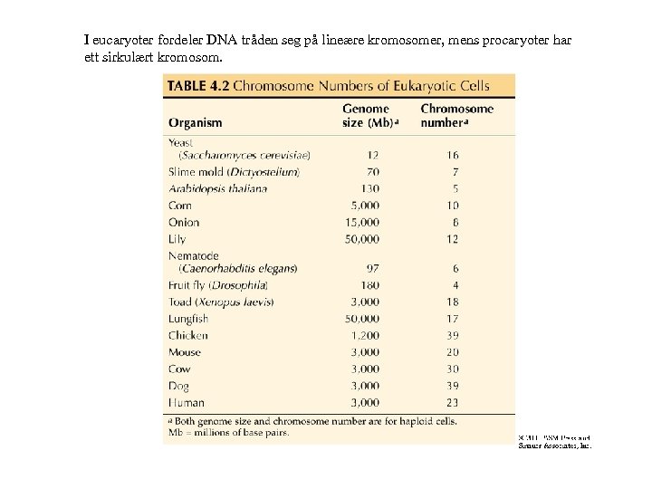 I eucaryoter fordeler DNA tråden seg på lineære kromosomer, mens procaryoter har ett sirkulært