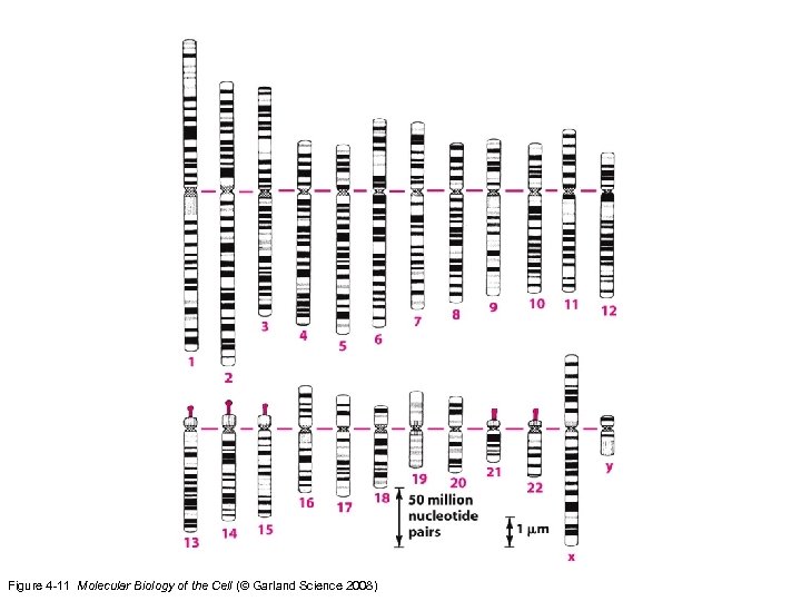 Figure 4 -11 Molecular Biology of the Cell (© Garland Science 2008) 