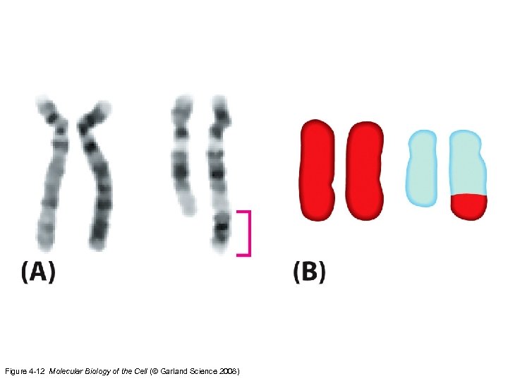 Figure 4 -12 Molecular Biology of the Cell (© Garland Science 2008) 