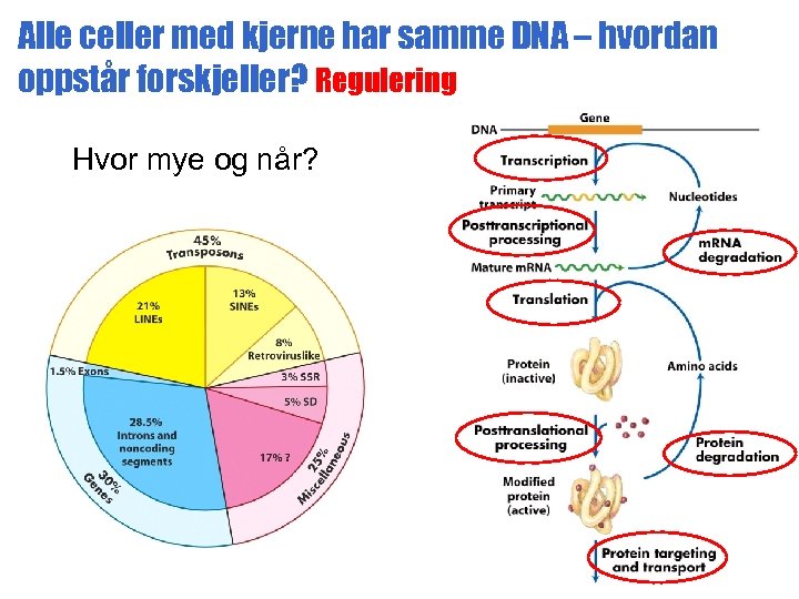Alle celler med kjerne har samme DNA – hvordan oppstår forskjeller? Regulering Hvor mye