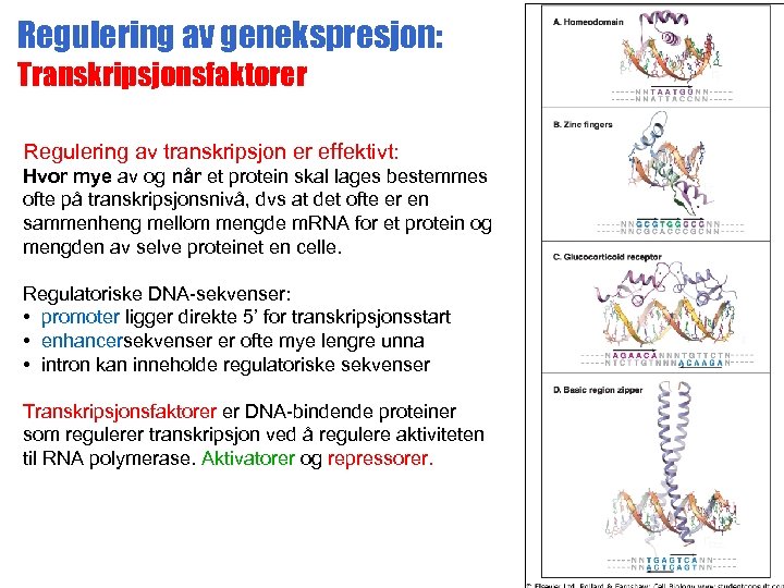 Regulering av genekspresjon: Transkripsjonsfaktorer Regulering av transkripsjon er effektivt: Hvor mye av og når