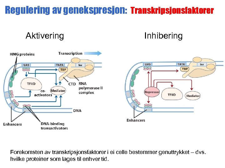 Regulering av genekspresjon: Transkripsjonsfaktorer Aktivering Inhibering Forekomsten av transkripsjonsfaktorer i ei celle bestemmer genuttrykket