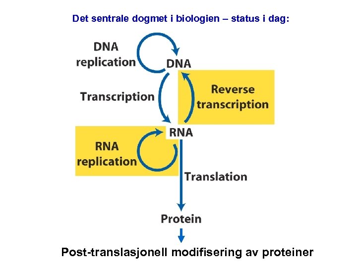 Det sentrale dogmet i biologien – status i dag: Post-translasjonell modifisering av proteiner 