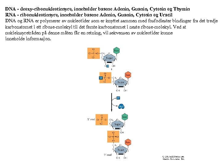 DNA - deoxy-ribonukleotinsyre, inneholder basene Adenin, Guanin, Cytosin og Thymin RNA - ribonukleotinsyre, inneholder