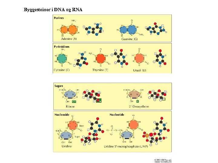 Byggesteiner i DNA og RNA 