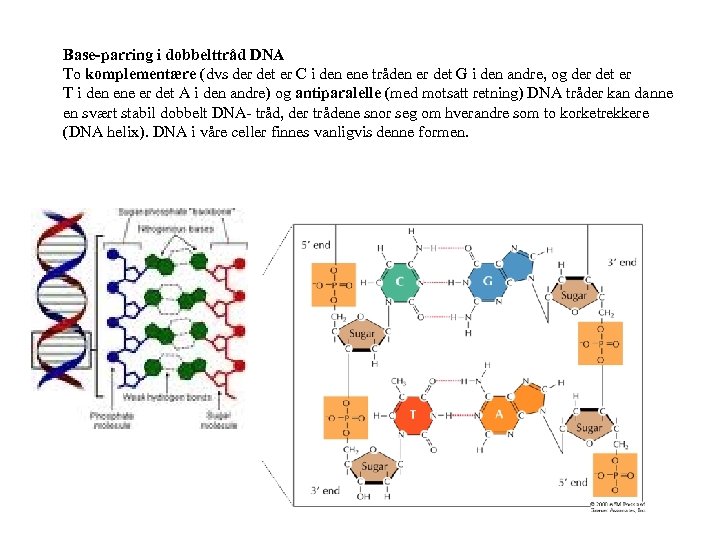 Base-parring i dobbelttråd DNA To komplementære (dvs der det er C i den ene