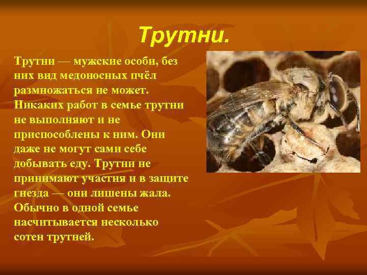 Трутни — мужские особи, без них вид медоносных пчёл размножаться не может. Никаких работ