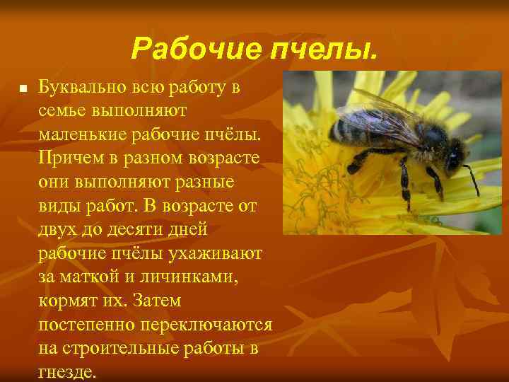 Рабочие пчелы. n Буквально всю работу в семье выполняют маленькие рабочие пчёлы. Причем в