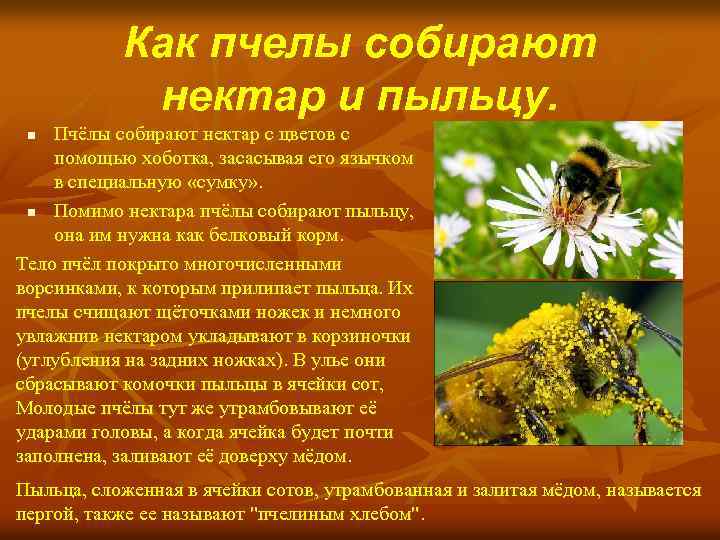 Разбор предложения шмели гудят мед цветов собирают. Пчела собирает нектар. Пчела собирает пыльцу. Пчела собирает цветочный нектар. Куда пчела собирает нектар.