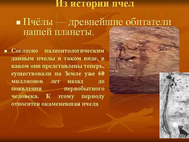 Из истории пчел n n Пчёлы — древнейшие обитатели нашей планеты. Согласно палеонтологическим данным