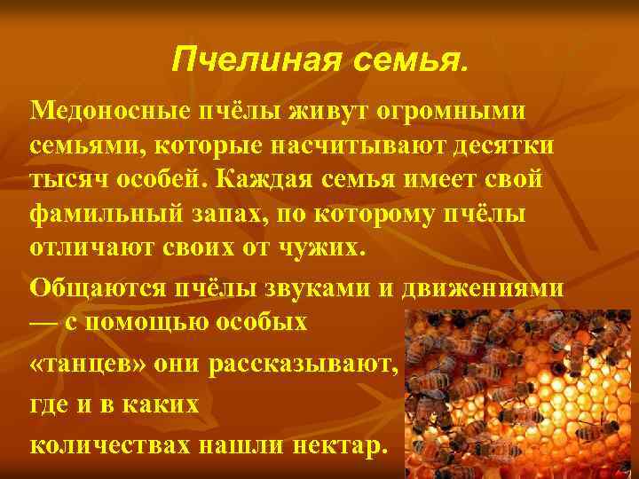 Пчелиная семья. Медоносные пчёлы живут огромными семьями, которые насчитывают десятки тысяч особей. Каждая семья