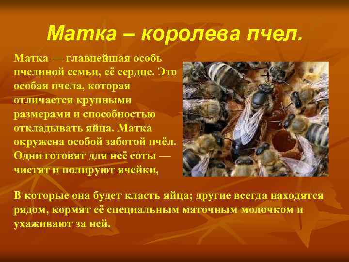 Матка – королева пчел. Матка — главнейшая особь пчелиной семьи, её сердце. Это особая