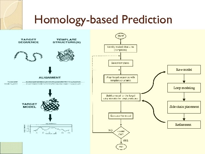 Homology-based Prediction Raw model Loop modeling Side chain placement Refinement 