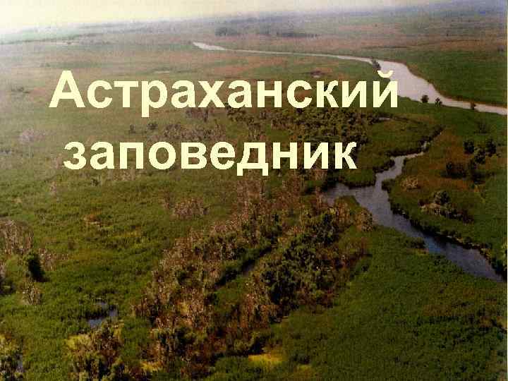 Астраханский «Астраханский заповедник» 
