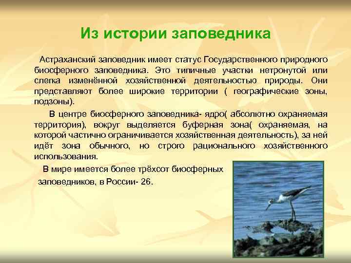 Из истории заповедника Астраханский заповедник имеет статус Государственного природного биосферного заповедника. Это типичные участки