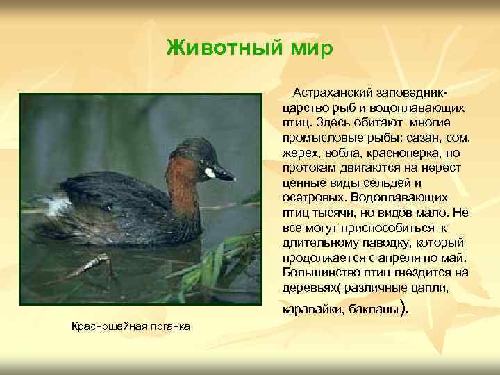 Животный мир Астраханский заповедникцарство рыб и водоплавающих птиц. Здесь обитают многие промысловые рыбы: сазан,