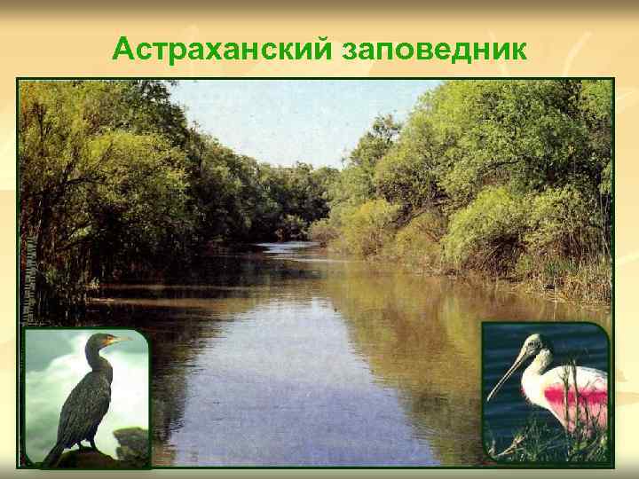 Астраханский заповедник 
