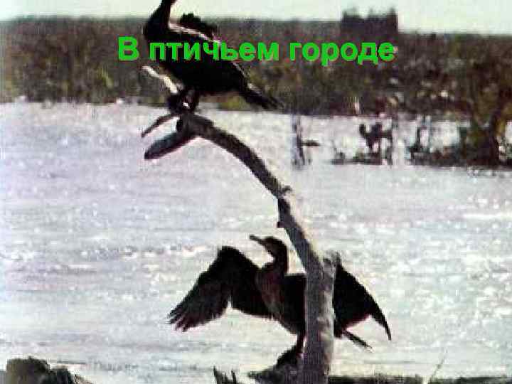 В птичьем городе 