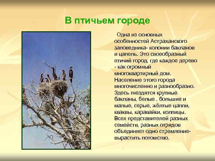 В птичьем городе Одна из основных особенностей Астраханского заповедника- колонии бакланов и цапель. Это