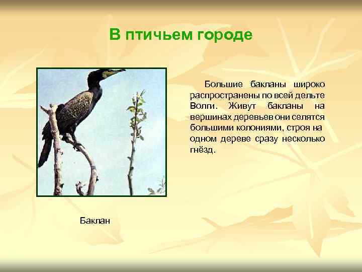В птичьем городе Большие бакланы широко распространены по всей дельте Волги. Живут бакланы на