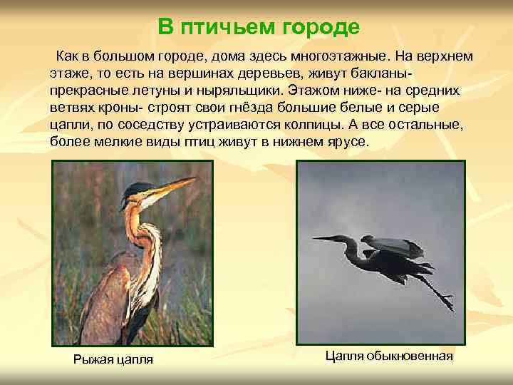 В птичьем городе Как в большом городе, дома здесь многоэтажные. На верхнем этаже, то