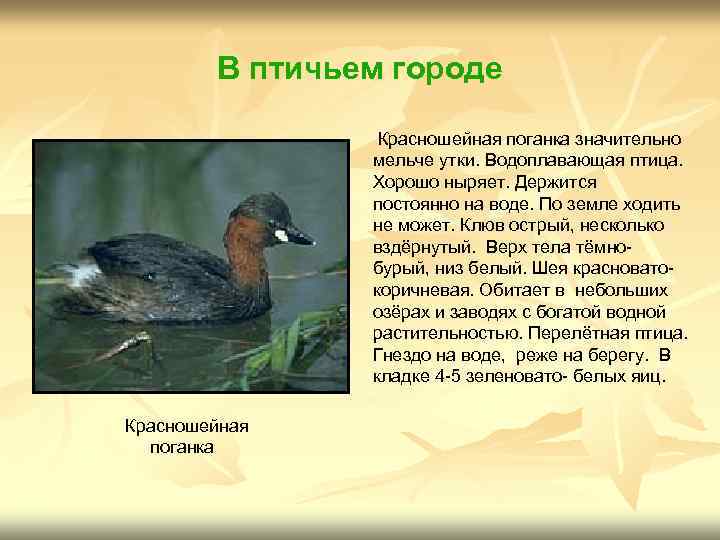 В птичьем городе Красношейная поганка значительно мельче утки. Водоплавающая птица. Хорошо ныряет. Держится постоянно