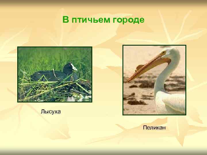 В птичьем городе Лысуха Пеликан 
