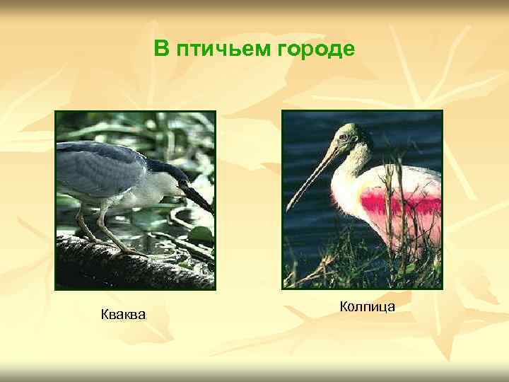 В птичьем городе Кваква Колпица 