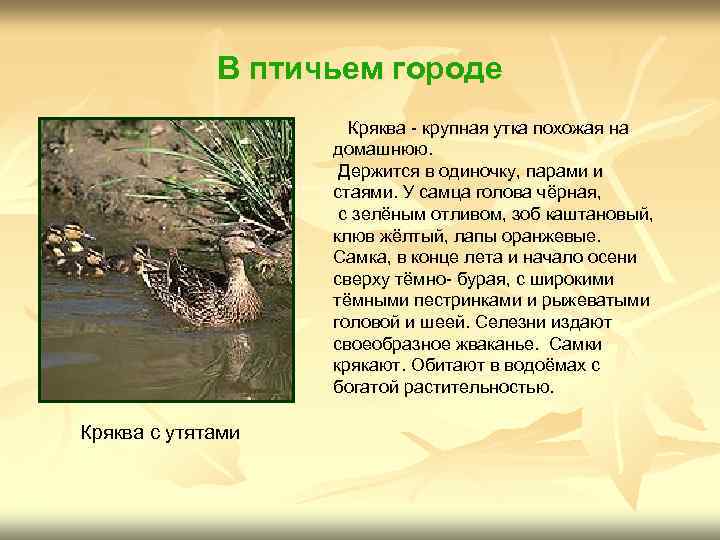 В птичьем городе Кряква - крупная утка похожая на домашнюю. Держится в одиночку, парами
