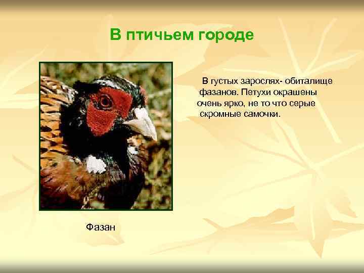 В птичьем городе В густых зарослях- обиталище фазанов. Петухи окрашены очень ярко, не то